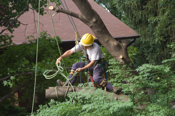 Best Tree Mulching  in Manche Village, CA