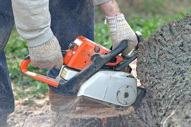 Trusted Camanche Village, CA Tree Removal Services Experts