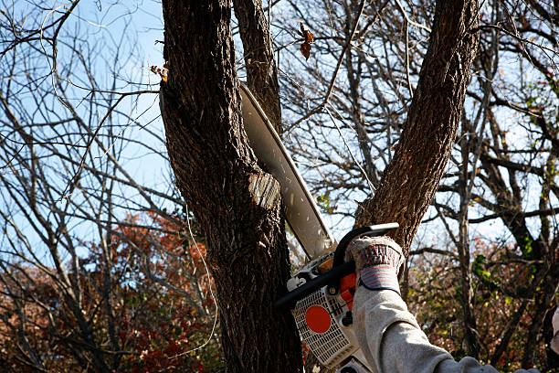 Best Storm Damage Tree Cleanup  in Manche Village, CA