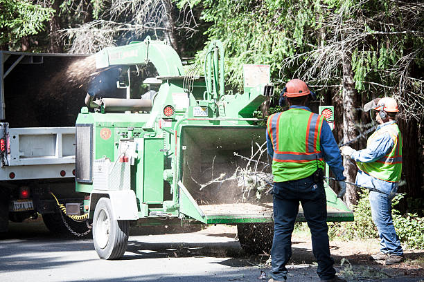 Best Palm Tree Trimming  in Manche Village, CA