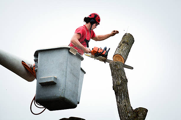 Best Emergency Tree Removal  in Manche Village, CA