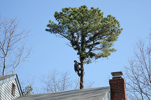 Best Fruit Tree Pruning  in Manche Village, CA