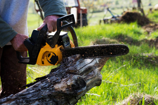 How Our Tree Care Process Works  in  Camanche Village, CA