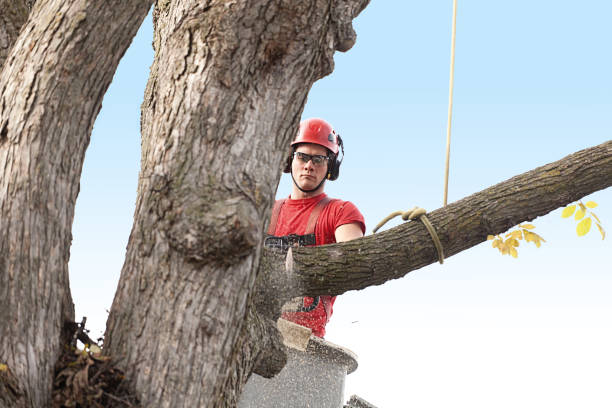 Best Tree Preservation Services  in Manche Village, CA